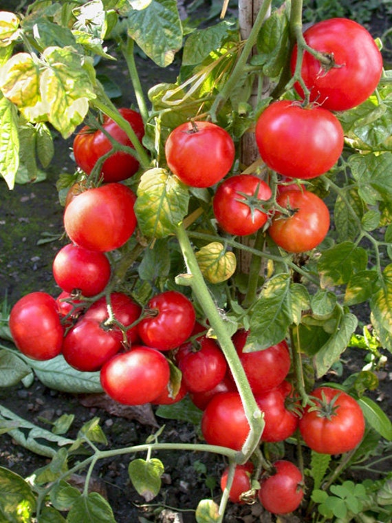 0.3g approx. 120 tomato seeds BETALUX strong stem dwarf