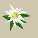 Embroidery pattern Edelweiss