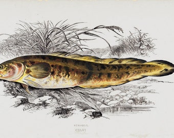 1865 Victorian FISH print, Burbolt, nice fine antique chromolithograph