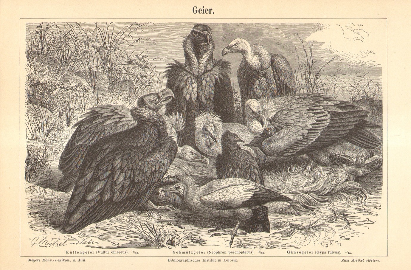 Group Of Vultures Called 96