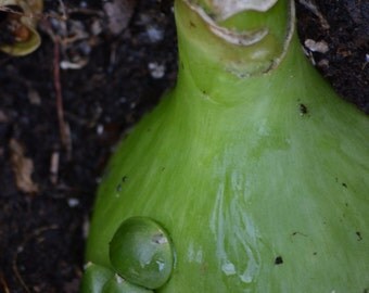 Live Pregnant Onion Succulent Plant Bulb Sale, Organic Ornithogalum Longibracteatum