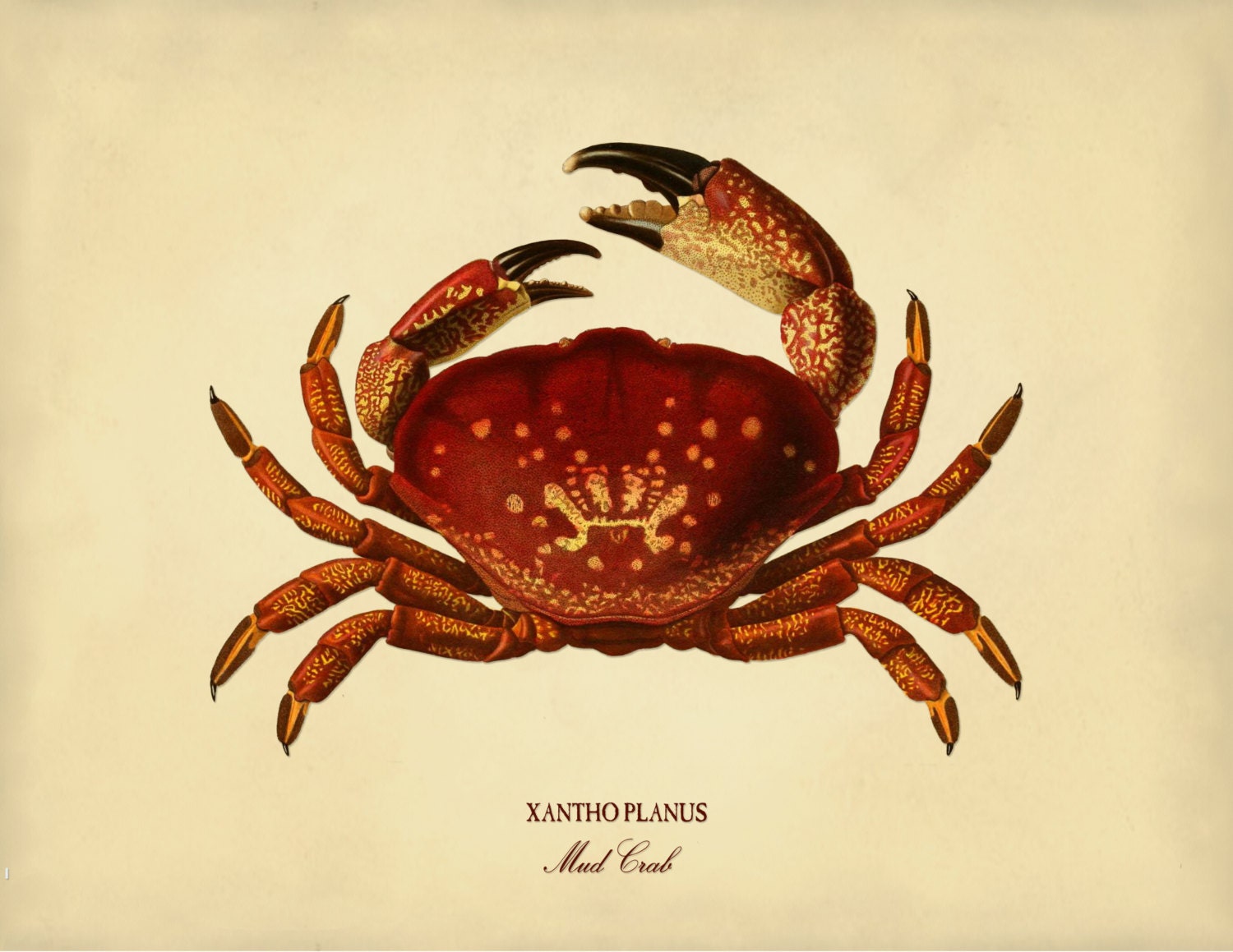 Crab Print The Mud Crab Crab Poster Coastal Life Art Beach
