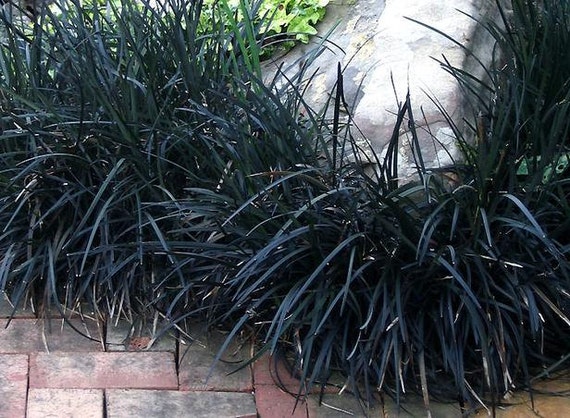 Black Mondo Grass Plants Grown Organically 3 - 4 Inch Containers