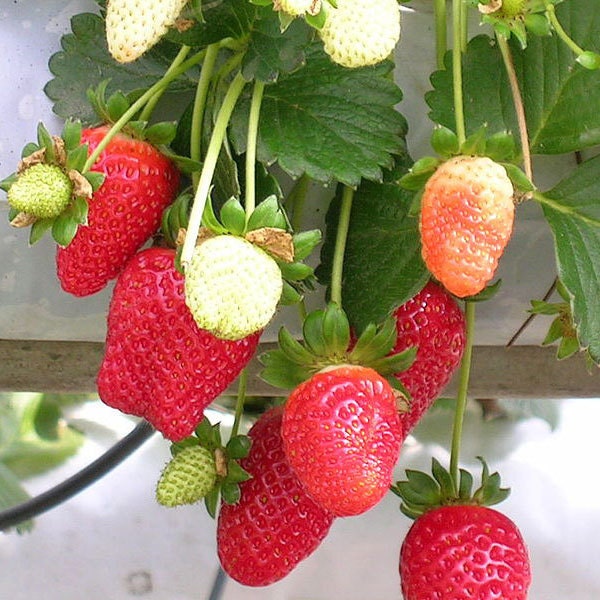 Jewel Strawberry Plants Organic 10 Bare Root Plants June
