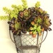 Chicken Wire Basket with Flower Pot | Aged Clay Planter | Rustic Decor | Flower Pot | Terra Cotta Pot | Planter | Chicken wire home decor