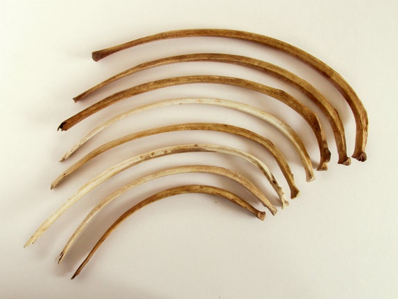 8 Deer Rib Bones. Natural history curiosities. by ShopLarkAbout