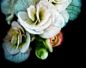 White Begonias Old Master, fine art flower photography, nature photograph, wall art print, home decor White Begonias Old Master, fine art flower photography, nature photograph, wall art print, home decor