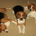 3sillydogs