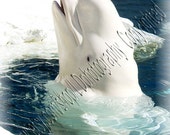 White Beluga Whale fine Art Photography Metallic 5x7 photo In Stock