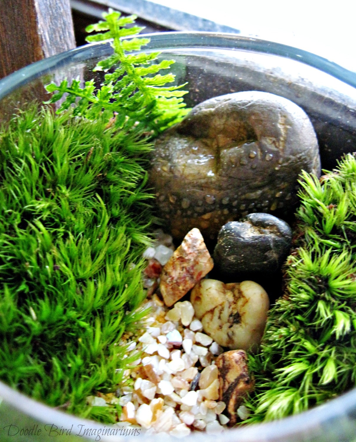 Terrarium Bowl Planter / Easy to Care For Indoor Plant
