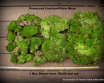 Popular items for cushion moss on Etsy