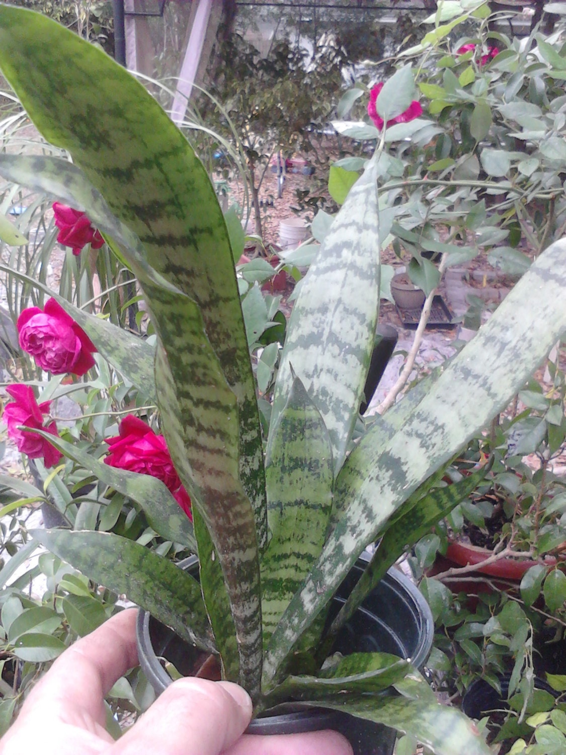 snake plant mother in laws tongue house plant snake plant mother in laws tongue house plant