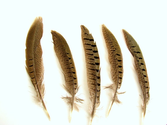 Ringneck Pheasant Feathers Set Of 5 By Bytheinch On Etsy