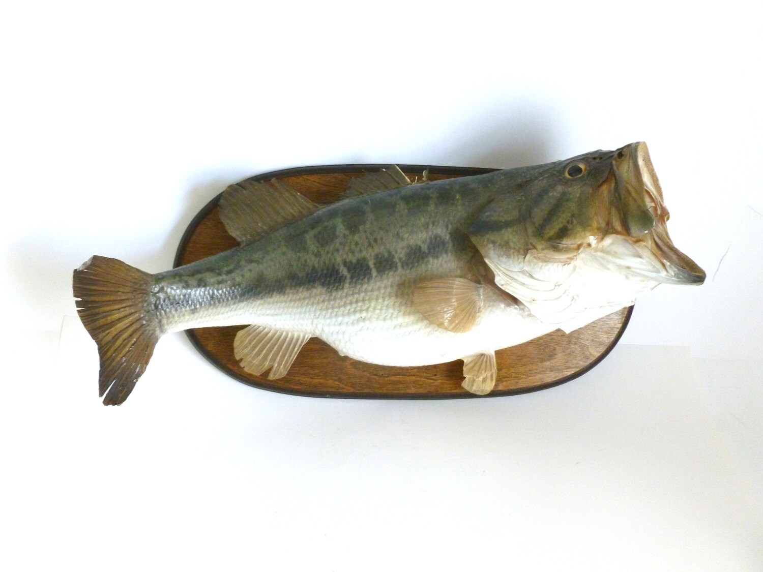 Vintage Mounted Wide Largemouth Bass Fish Taxidermy Wall