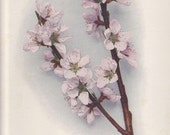 Vintage Floral Lithograph of Alton Peach Blossoms 1940s (001)