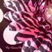 Hot Pink Zebra Print Gerbera Daisy Hair Clip