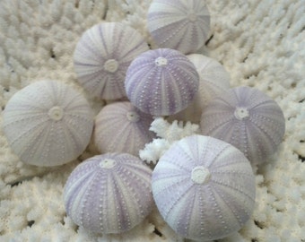 Light Lavender Pale Violet Lilac Purple Sea Urchins Shell Natural Pastel Colors Urchin Seashells Decor Delicate Accents Decorating Crafting