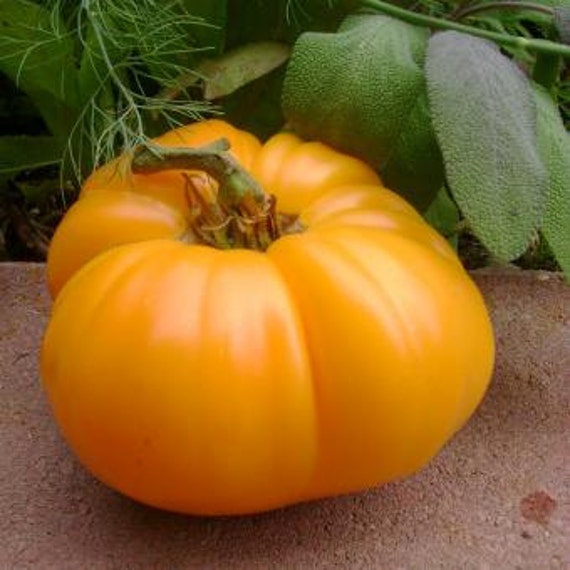 Tomato Seeds 'Yellow Brandywine' GREAT FLAVOR by JBFFarms on Etsy