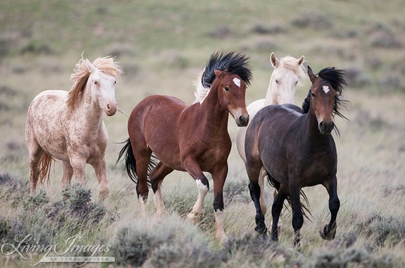 Four Young Mustangs Play - Fine Art Wild Horse Photograph