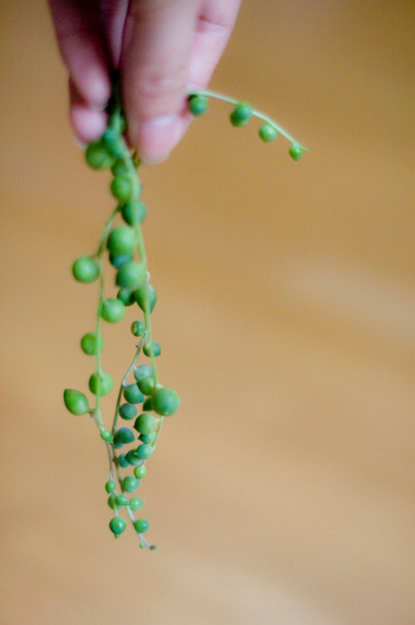 Succulent Mini Garden Metal Watering Can Succulent Plants