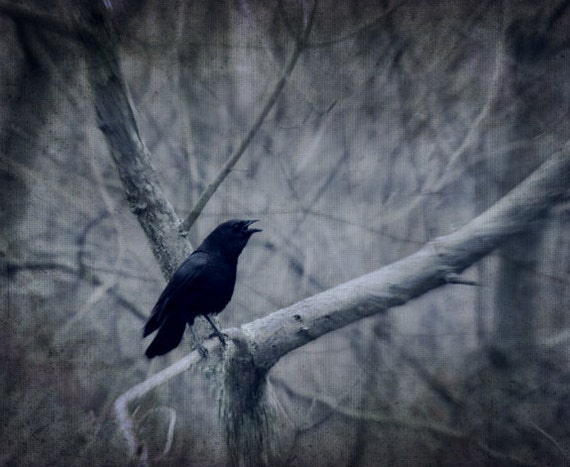 Items similar to Fine Art Crow Photography, Crows, Birds, Holloween ...