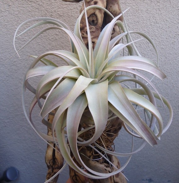 Med/Large Tillandsia Xerographica Air Plants