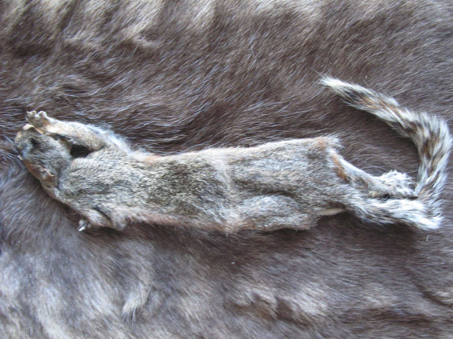 Taxidermy quality squirrel pelt