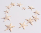Star Fish - Tiny Starfish - 25 pcs. - FREE SHIPPING
