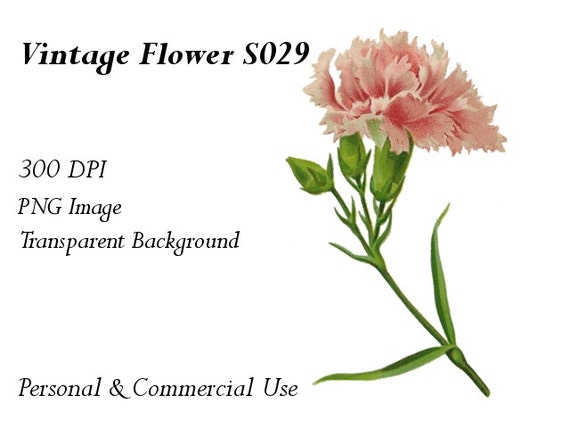 Items similar to Vintage Flower Clip Art Transparent Png File S029 on Etsy