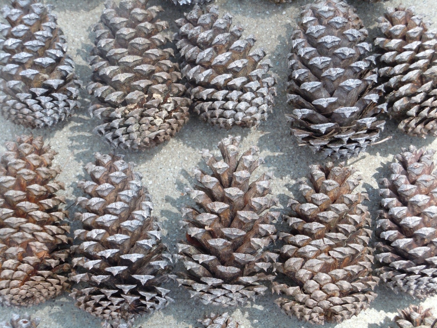 Natural Pine Cones Real Pine Cones Medium Sized Pine Cones