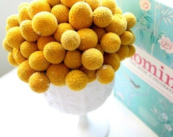 Heirloom 400 Seeds Craspedia Globosa Drumstick Perennial Billy Buttons Garden Yellow Flower Bulk seeds B1013