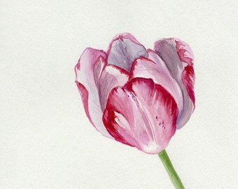 Tulip painting, Flower original watercolor painting, pink flower ...