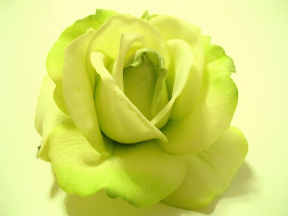 Wild Irish Rose Green Rose Hair Clip Real Touch by MyFairyJewelry