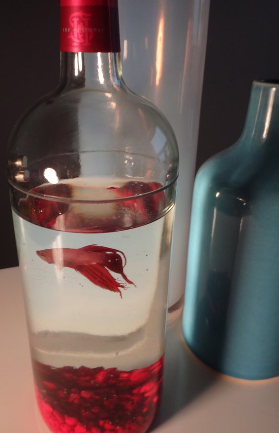 Glass Wine Bottle Betta Fish Tank Aquarium // Hand Cut Bottle