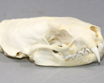 Real bone natural,Mink Skull