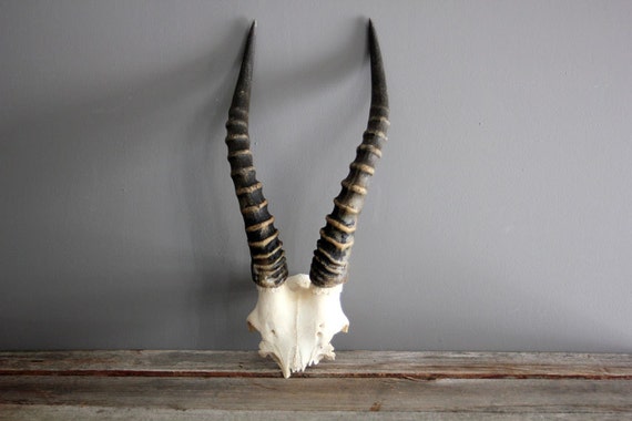 Tall Set of African Antelope Antlers