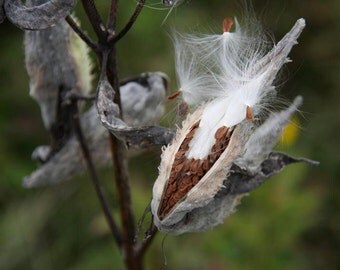 Milkweed Pod, Hundreds of Milkweed Seeds, Crafters, 1 Seed Pod