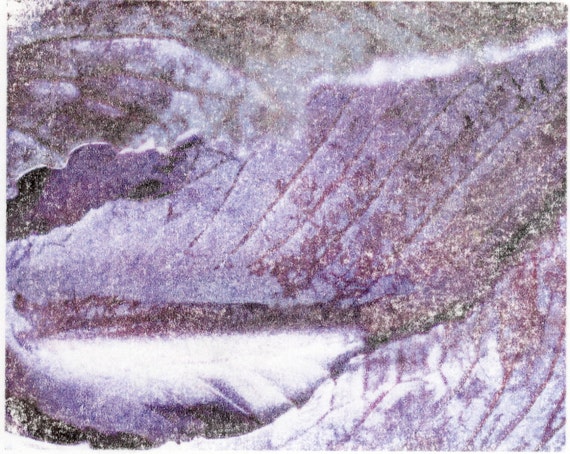Purple Cabbage