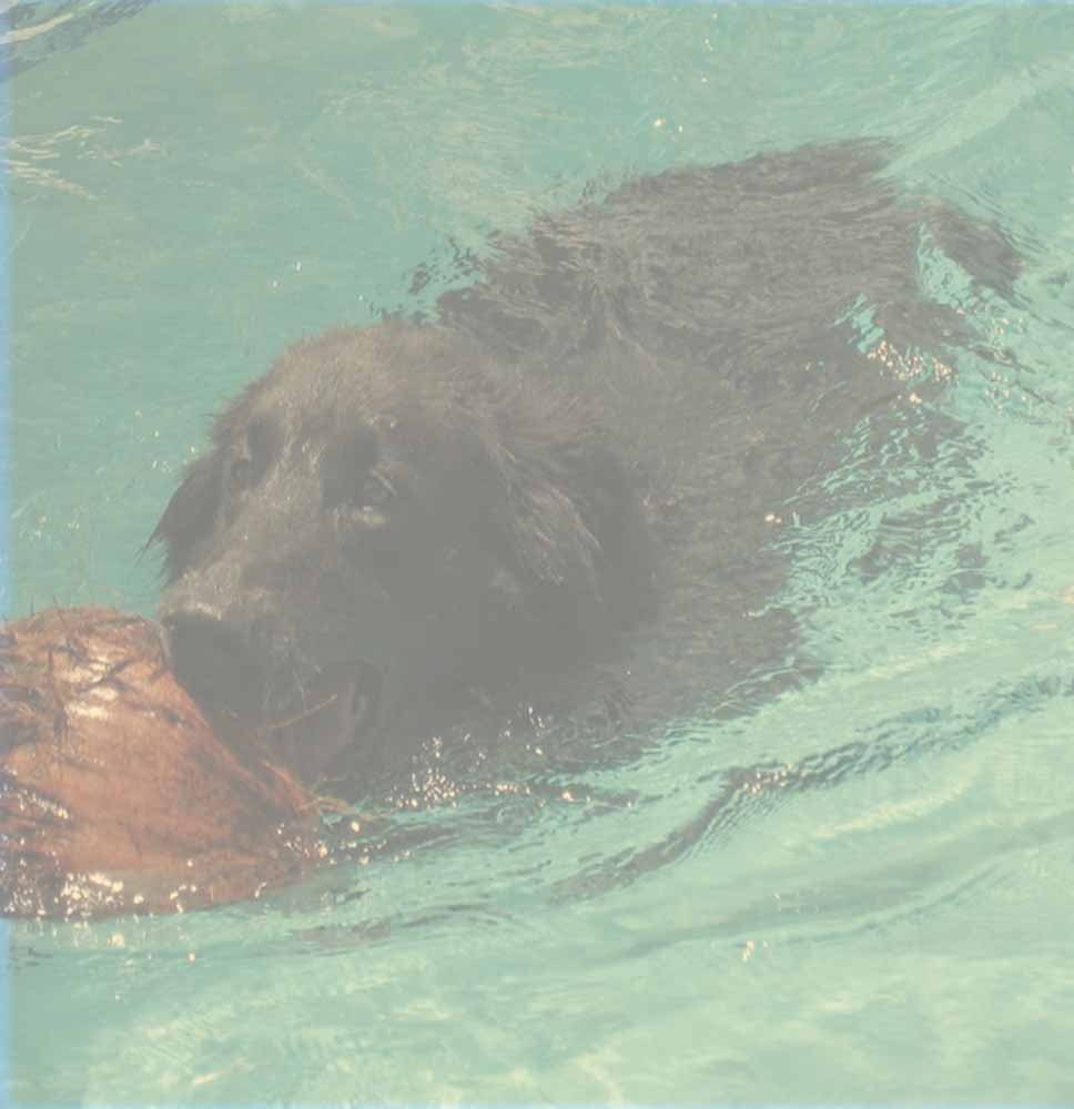 The Perfect Dog Toy made with Coconut....Rope....n....Love