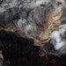 Ike's 3.4 lb fine wool Corriedale raw fleece