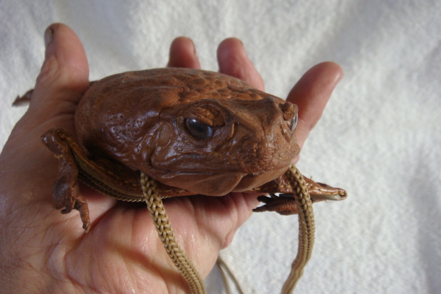 Real Cane toad bag / purse frog skin part taxidermy