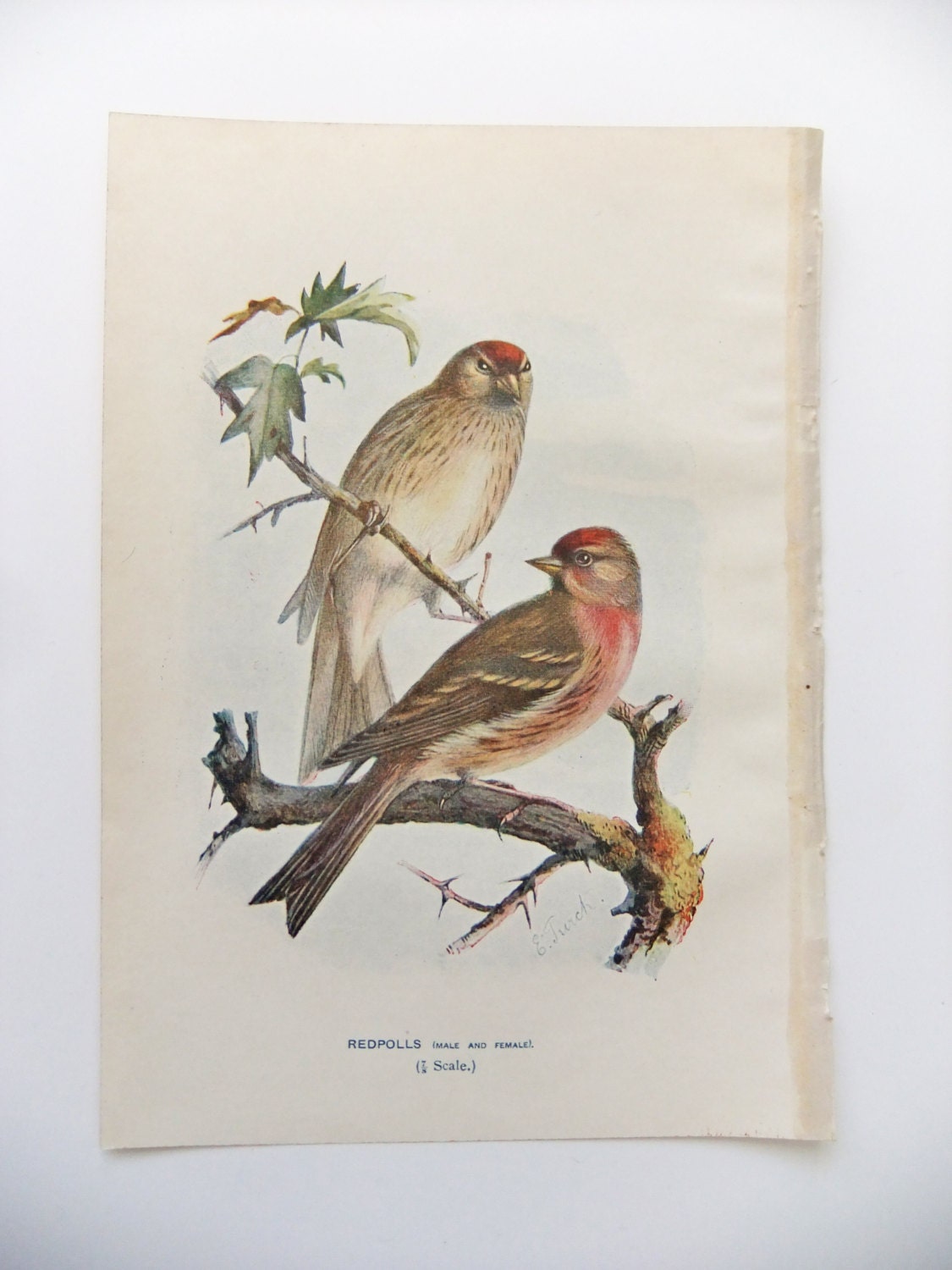 Redpolls Antique Bird Picture Vintage Bird Illustration