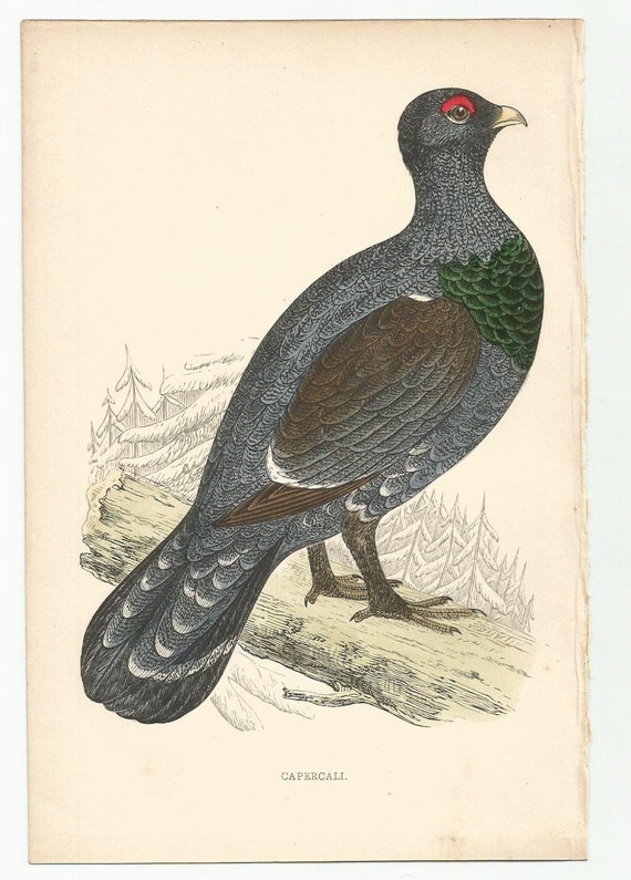 1888 British Birds Rev Morris Vol 7 Ducks Great Auk Antiquarian Natural History 1888 British Birds Rev Morris Vol 7 Ducks Great Auk Antiquarian Natural History