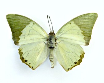 Butterfly, Real Dried Butterfly Specimen, Green, Pastel , Décor, Terrarium Accent, Craft Supply, DIY, Create, Nature, Eco Friendly