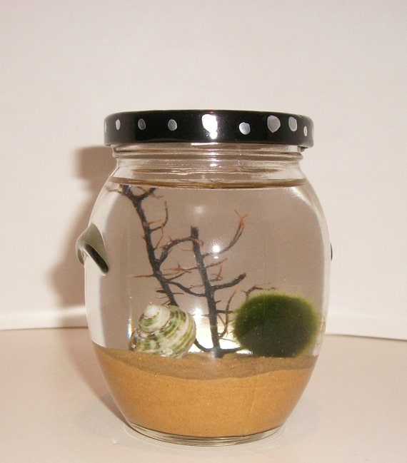 Marimo Moss Ball Terrarium Custom Glass jar by MOSSBALLSRUS