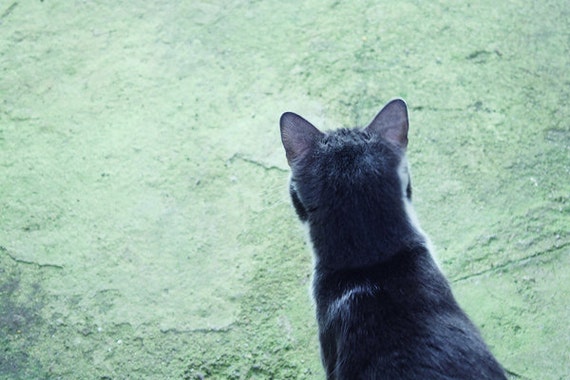 Black Friday: Cat Photography Black Friday: Cat Photography
