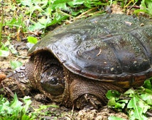 Popular items for turtle photograph on Etsy