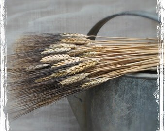 Bearded Wheat - Natural Supplies, 8-9 Oz Bunch, Southern, Grain