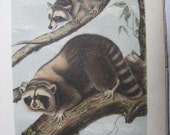AUDUBON QUADRUPED RACCOON 1851