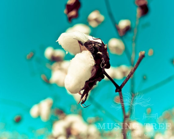 Teal Natural Cotton Plant Macro Fine Art Photography 8 x 10 Print